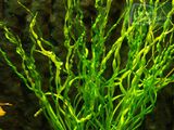 Helanthium bolivianum Vesuvius