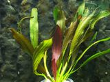 Echinodorus Red Devil