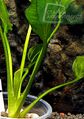 Echinodorus sp. Saturn 2004 (South Brasil)