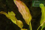 Echinodorus Pink