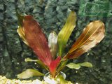 Echinodorus Red Special