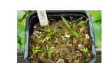 Helanthium bolivianum (Rusby) Lehtonen & Myllys