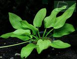 Echinodorus Foxtail