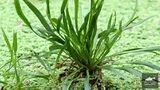 Helanthium bolivianum Angustifolius