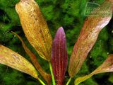 Echinodorus Paul Kloecker