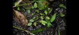 Ranalisma humile (Rich. ex Kunth) Hutch.