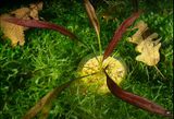 Echinodorus Scarlet flower