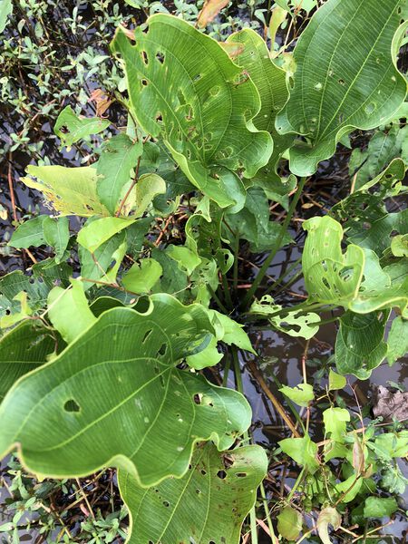 Datei:Cordifolius subsp. cordifolius2.jpg