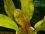 Echinodorus Dschungelstar Nr. 8 Ozelot Gold