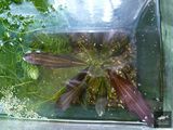 Echinodorus The Rich