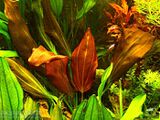 Echinodorus Red Beauty