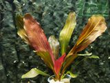 Echinodorus Red Special