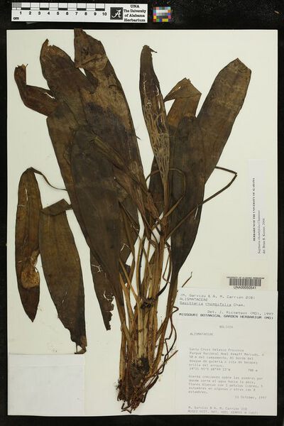Datei:Sagittaria rhombifolia Cham2.jpg