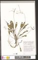 Echinodorus pubescens (Mart. ex Schult.f.) Seub. ex Warm.