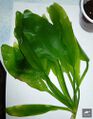 Echinodorus Simply Green