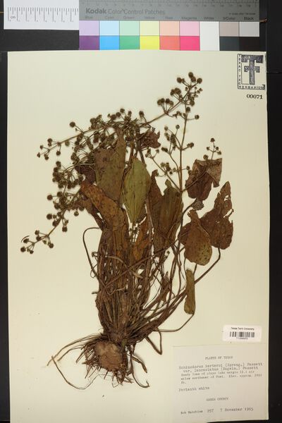 Datei:Berteroi var. lanceolatus (Engelm. ex S.Watson & J.M.Coult.) Fassett3.jpg