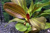 Echinodorus Hadi Red Pearl