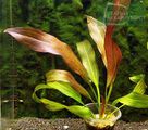 Echinodorus Fancy Twist