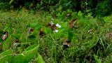 Echinodorus floribundus (Seub.) Seub.